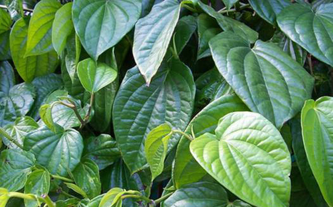 Lá[-]trầu[-]không[-]diệt[-]côn[-]trùng[-]hại[-]lá[-]được[-]không?